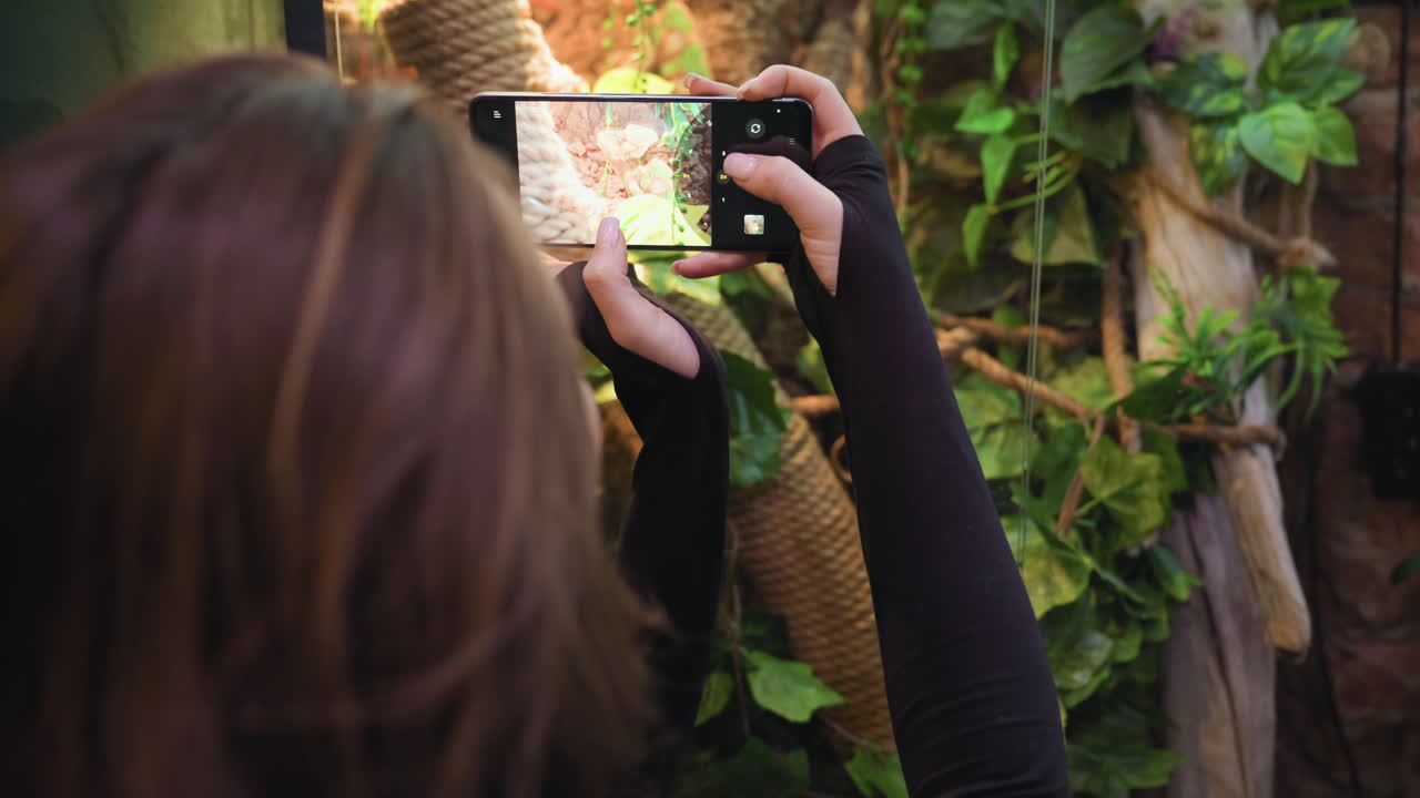 Woman with long hair zooms in with smartphone to photograph chameleon resting among green leaves and coiled rope in terrarium. Close-up shot captures focus on exotic reptile in naturalistic enclosure