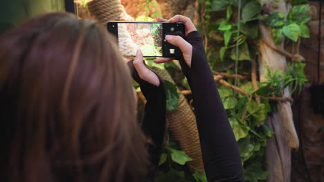 woman with long hair zooms in with smartphone to photograph chameleon resting among green leaves and coiled rope in terrarium. close-up shot captures focus on exotic reptile in naturalistic enclosure