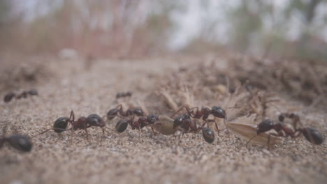 Close-up-footage-of-ants