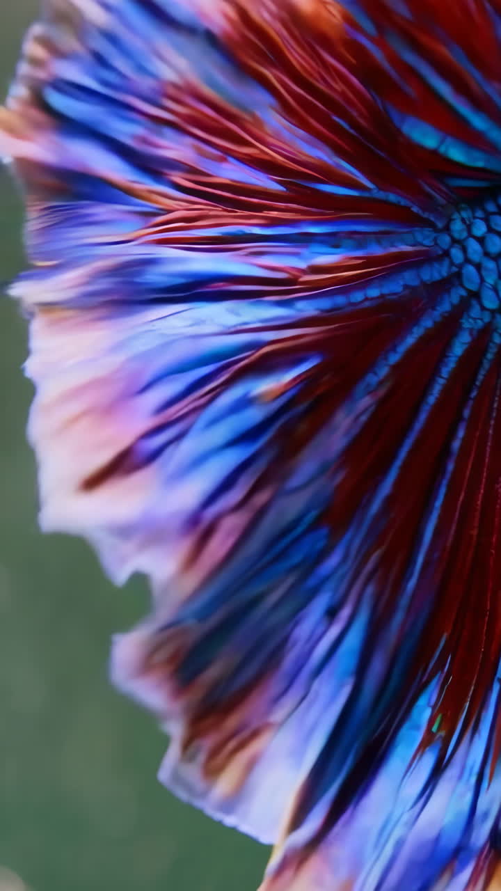 Colorful Betta Fish Fin