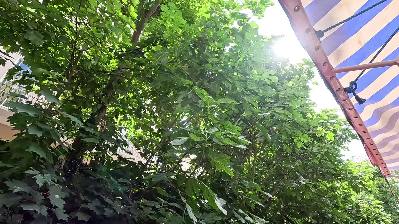 Sunlight filtering through trees and striped awning