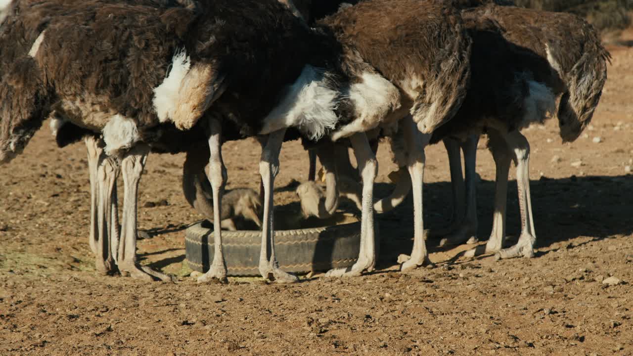 Group of ostrich eating on an ostrich farm in Africa