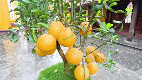 árbol de quince con frutos maduros en el jardín del templo