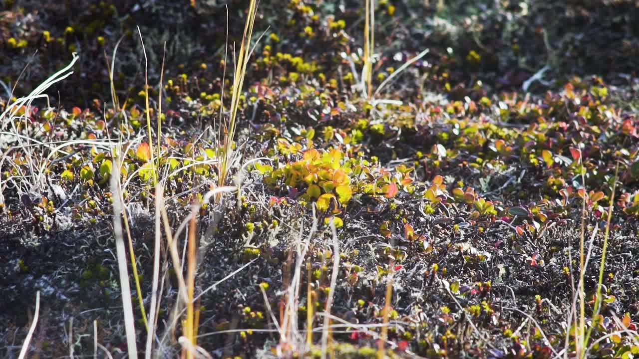 북극 드라 식물