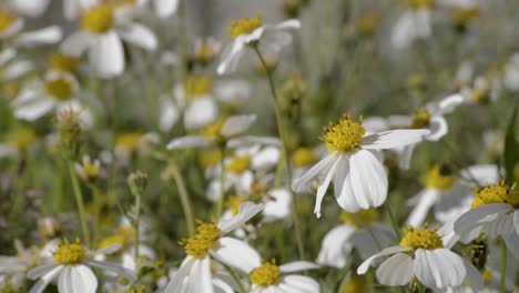 Nahaufnahme-Einer-Wilden-Gänseblümchenblume,-Die-An-Einem-Warmen-Sommernachmittag-Vom-Wind-Bewegt-Wird