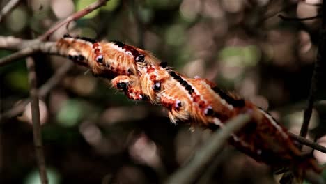 Many-orange-and-hairy-procession-caterpillars-huddled-together-on-a-twig-of-a-bush-in-a-forest