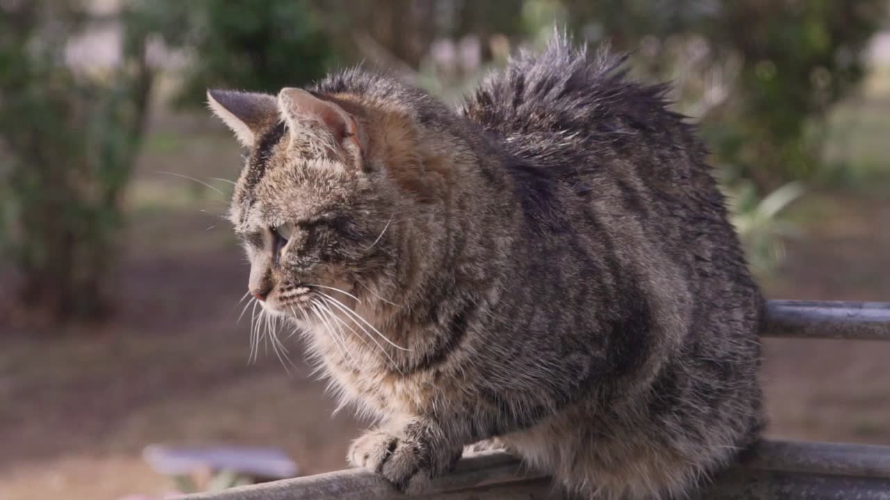 primer plano aislado de gat extraviado con piel gris balanceándose en un gran basurero 120fps