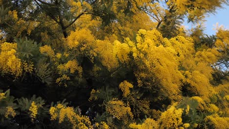 flor de mimosa amarilla de acacia dealbata soplada por el viento, cámara lenta, estática