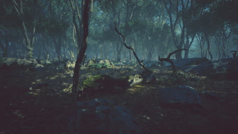 paisaje forestal de niebla