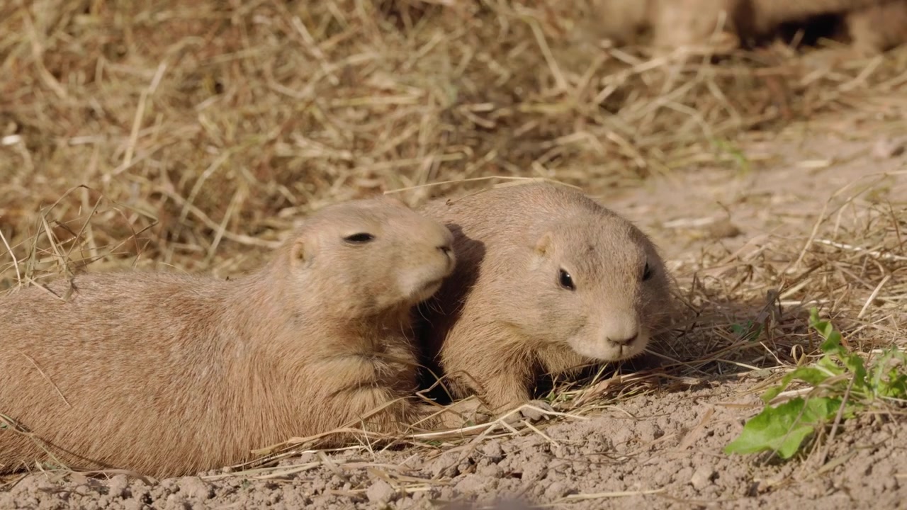 Two Prairie Dogs Resting and Feeding on Dry Ground