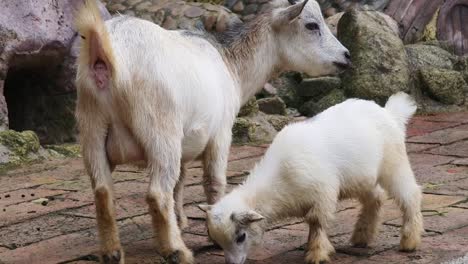 mother goat and baby goat