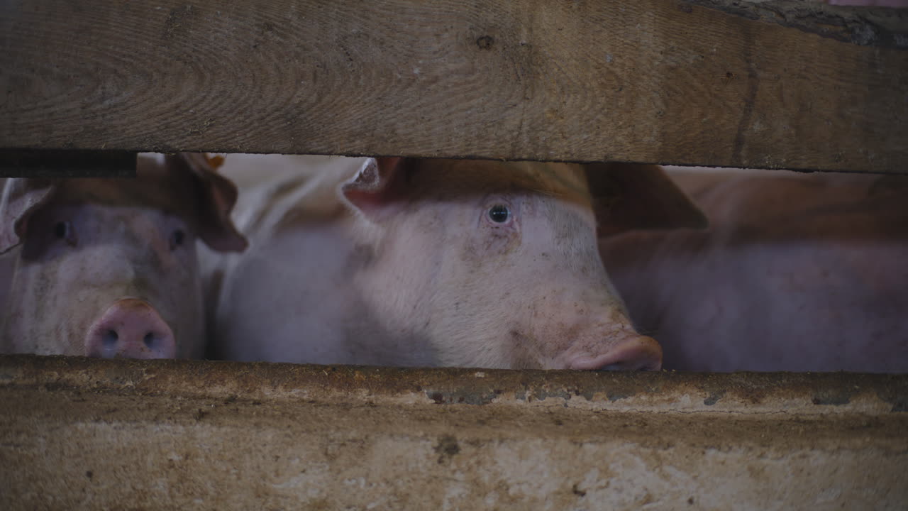 свиньи в фермерском загоне