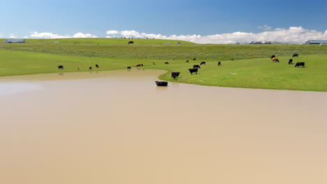 Cattles-Grazing-On-The-Rolling-Hills-Near-Road-In-Central-Valley,-California,-USA