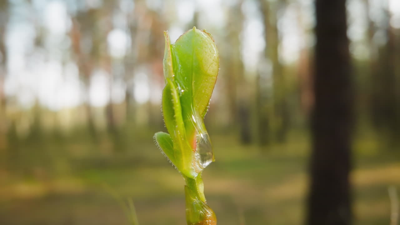 Drop of clear water runs down light green sprout in forest