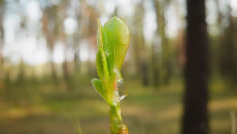 drop of clear water runs down light green sprout in forest