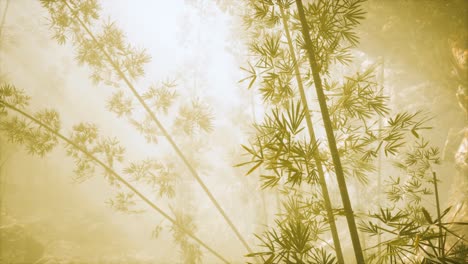 asian bamboo forest with morning fog