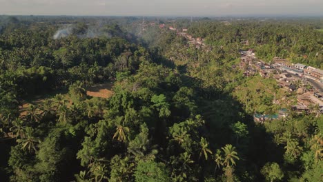 Vista-Aérea-De-Cocoteros-Y-Arrozales-En-La-Mañana,-Ubud,-Bali---Indonesia