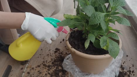 repotting a dahlia plant