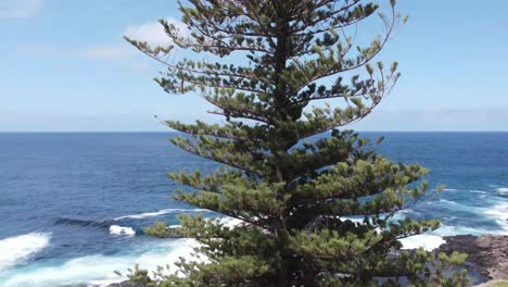 drone ascending showing a pine tree then revealing the pacific ocean in australia