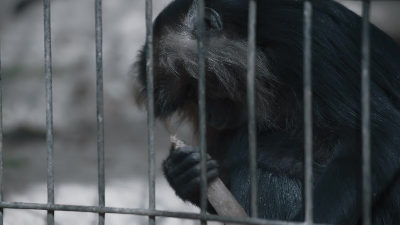 Macaque behind bars of a zoo cage