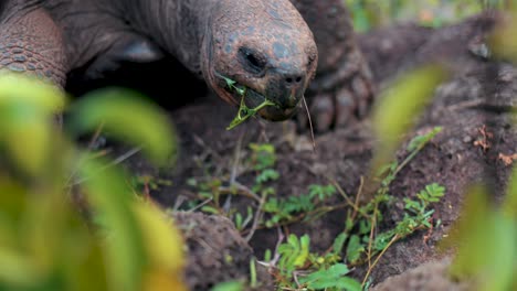 Tortuga-De-Las-Islas-Galápagos-Comiendo-Primer-Plano