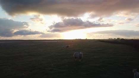 aerial drone footage of sheep in a norfolk field