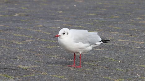 Black-Headed-Gull,-Chroicocephalus-ridibundus,-perched-on-ground-1