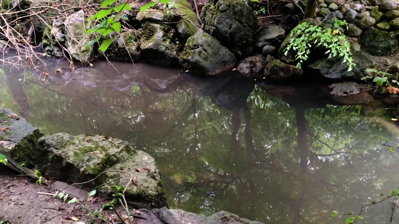 고요한 흐르는 호수 숲 반사