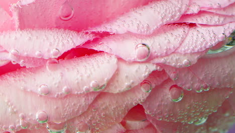 pink rose petals with bubbles