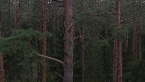 Aerial-view-of-pine-forest-in-the-early-spring