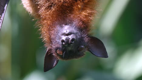 gran zorro volador colgado boca abajo mientras come frutas y luego lo escupe