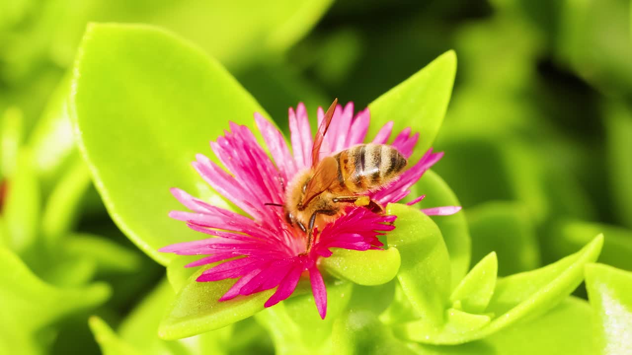 la abeja interactuando con una flor rosada brillante