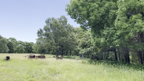 en movimiento, vista panorámica de los bisontes búfalos