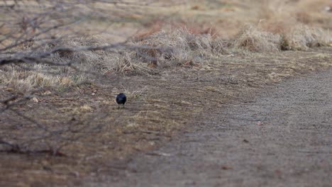 a red winged blackbird walks along the ground looking for seeds