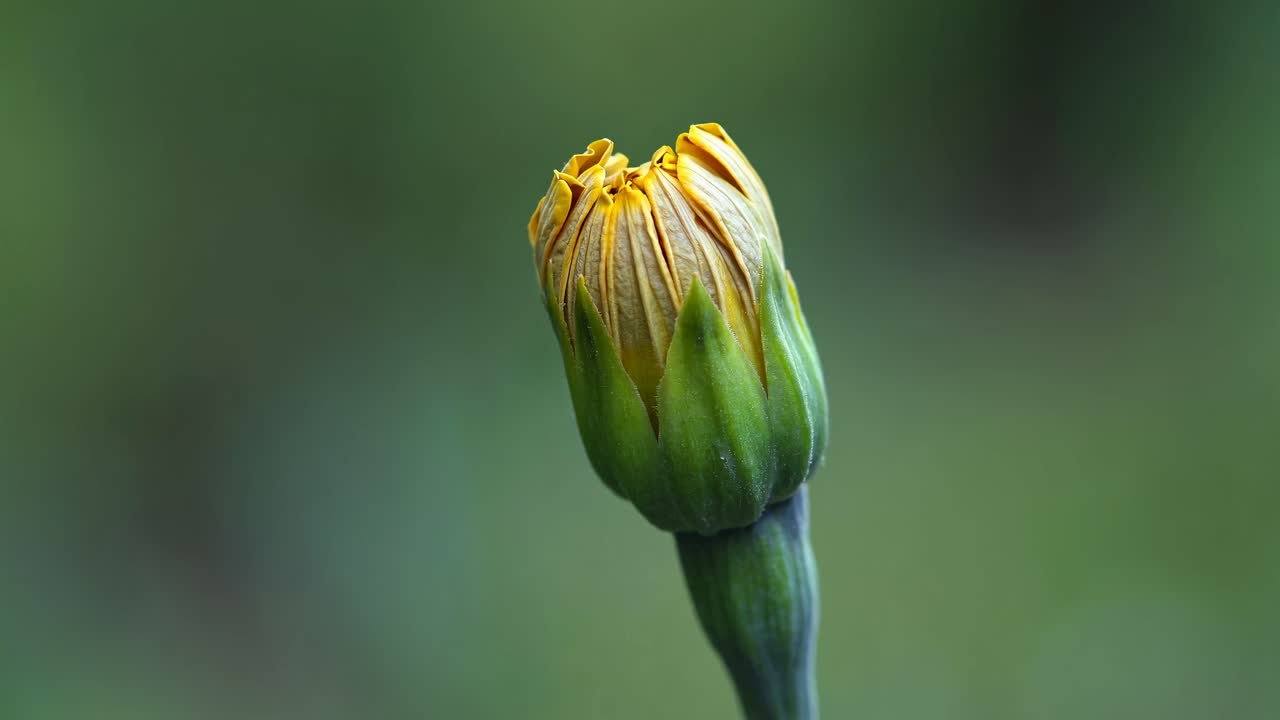 Close-up video of a budding yellow flower against a blurred green background, captured from a side