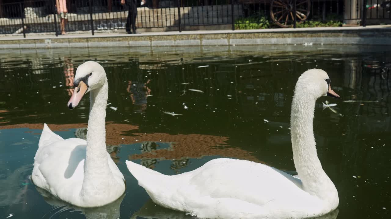 hermosos cisnes blancos remando con gracia en el agua del estanque en un día caluroso de cerca