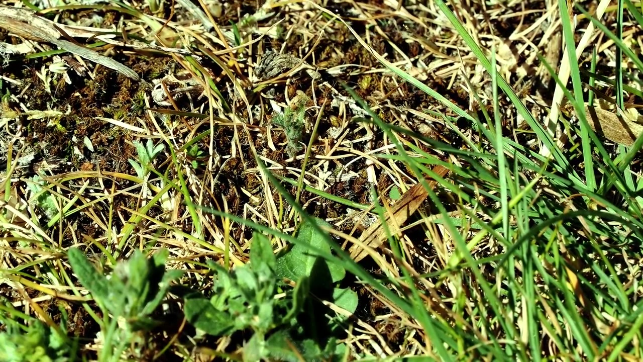 Grandi formiche nere che trasportano grandi semi accanto a una piccola formica nera con piccoli semi.