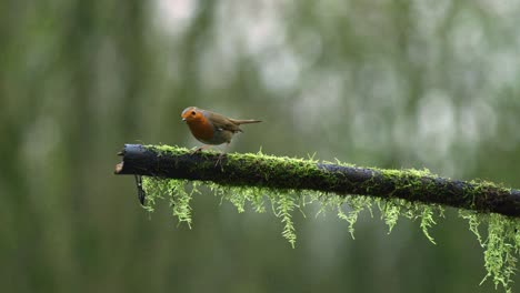 Wide-shot-of-a-European-Robin-on-a-moss-covered-branch-in-the-woods,-looking-around-then-flying-off