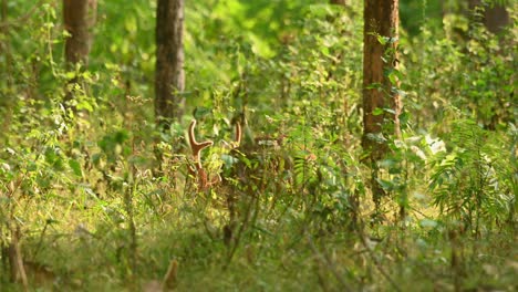 Indischer-Schweinehirsch,-Hyelaphus-Porcinus,-Thailand