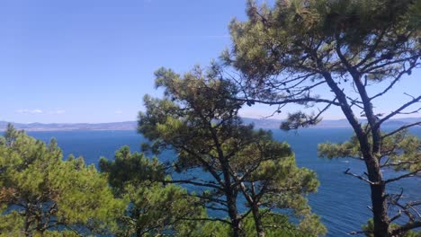 Primer-Plano-De-Copas-De-Pino-Con-El-Mar-Y-La-Costa-Al-Fondo-Un-Día-Soleado-Sin-Nubes,-Tiro-Rodante-A-La-Izquierda,-Islas-Cíes,-Pontevedra,-Galicia,-España