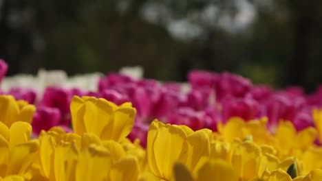 La-Escena-De-Cierre-Muestra-Enfocada-Y-Desenfocada-Entre-Flores-Rosas,-Blancas-Y-Amarillas