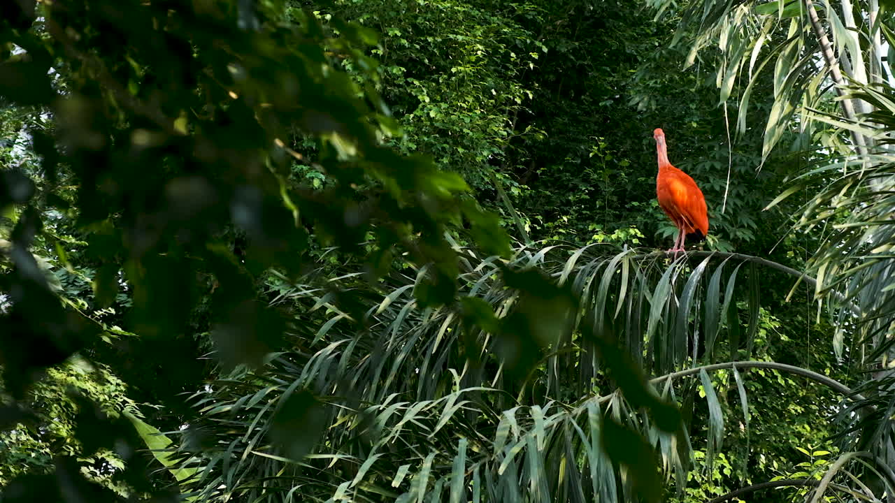 plano general de un ibis rojo en un árbol