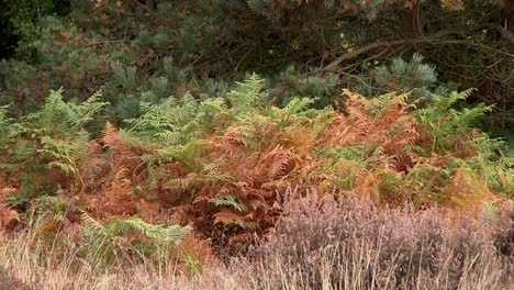 bracken and heather in autumn