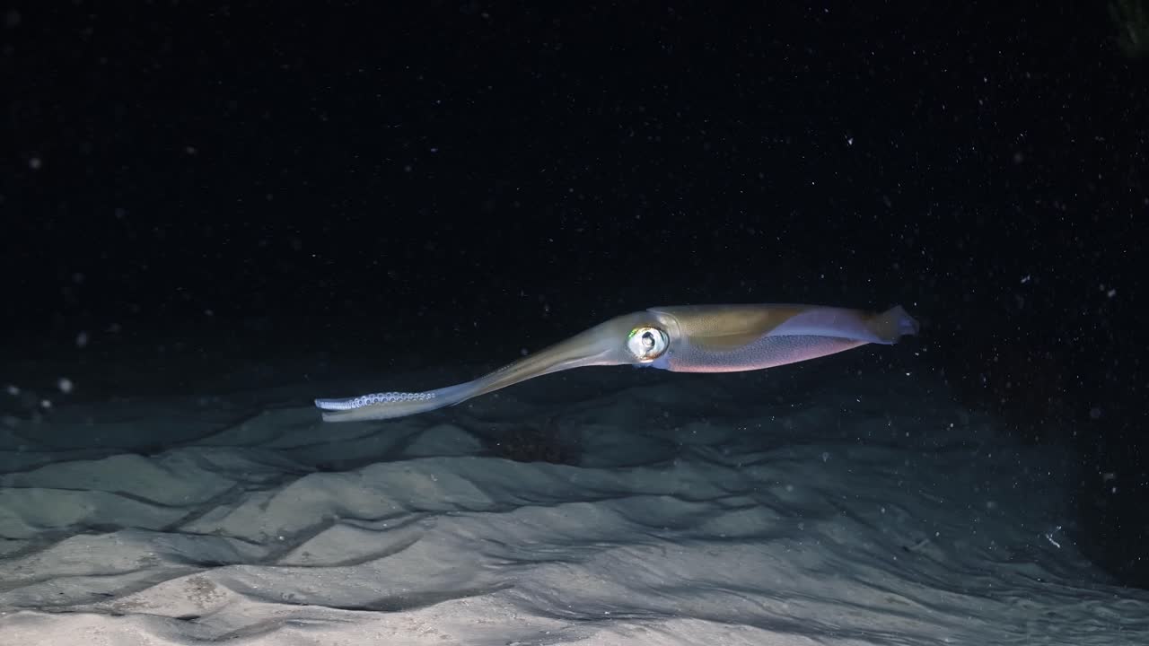 calamares del sur calamares cazando y pescando en la noche sepiotheuthis australis 4k 60fps cámara lenta