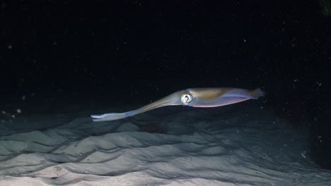 southern calamari squid hunting and catching fish at night sepiotheuthis australis 4k 60fps slow motion