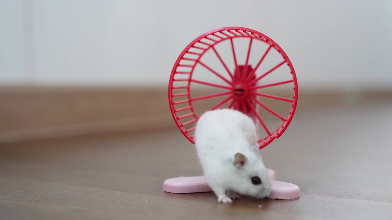 작은 햄스터는 회전하는 바를 타고 훈련을 하고 나서 바를 떠난다.