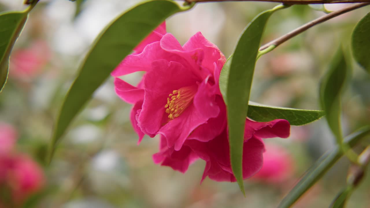 A vibrant camellia in full bloom with soft petals and rich details. Captured in 4K slow motion, this shot showcases the elegance of nature and botanical beauty.