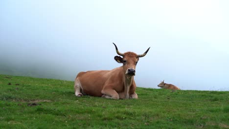 Spanish-Brown-Cow-Laying-Down-On-Foggy-Morning-With-Long-Horns,-Spain