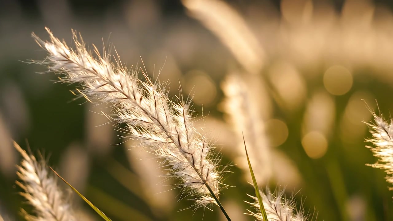 Golden hour sunlight illuminating fluffy white grass in a meadow