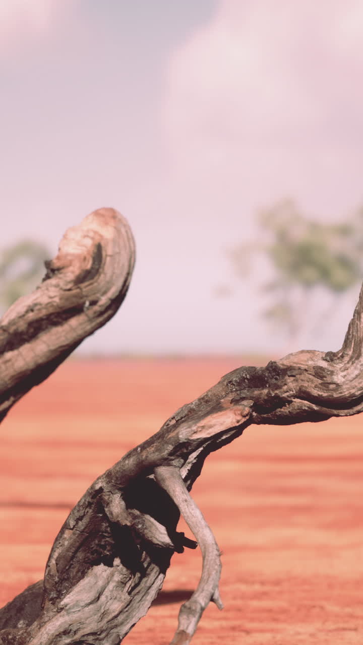 Dode boomtakken in een droog landschap